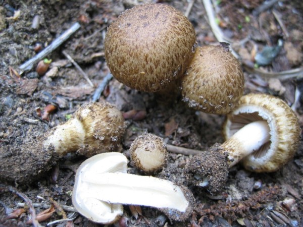 Psathyrella sp.
